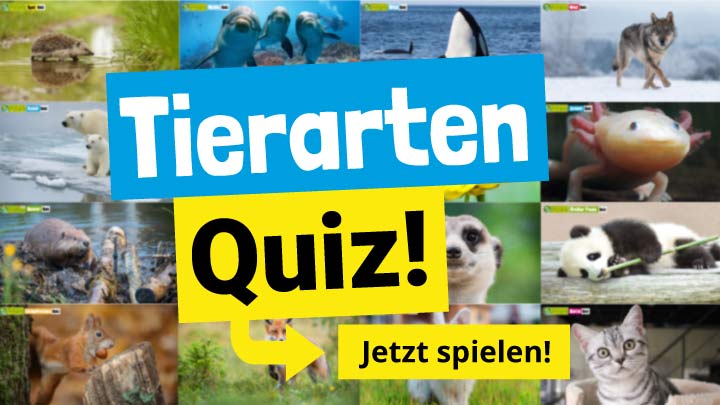 Bilder-Quiz