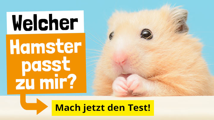 Welcher Hamster passt zu mir? Welcher Hamster passt zu mir?
