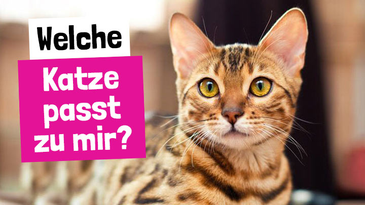 Welche Katze passt zu mir?