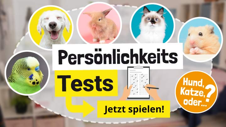 Haustier-Test