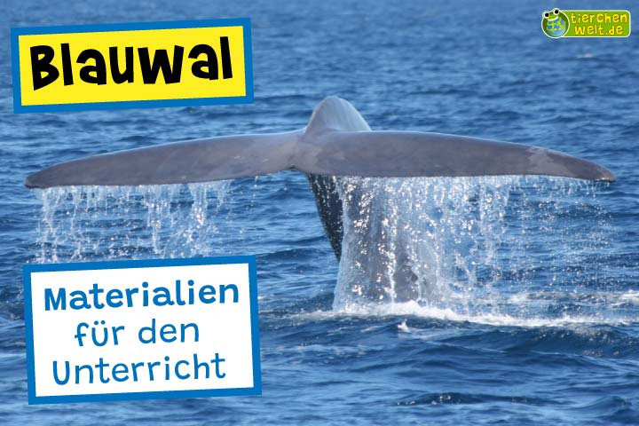 Unterrichtsmaterial Blauwal