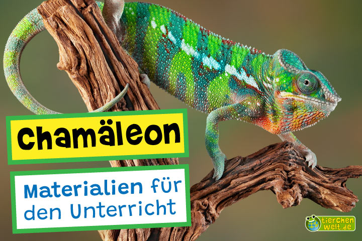 Unterrichtsmaterial Chamäleon