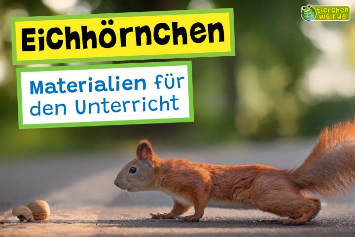 Unterrichtsmaterial Eichhörnchen