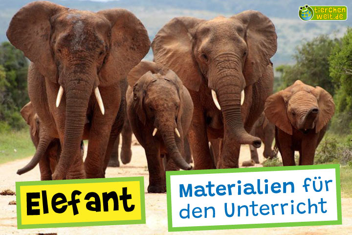 Unterrichtsmaterial Elefant