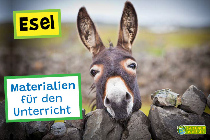 Unterrichtsmaterial Esel