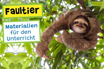 Faultier-Unterrichtsmaterialien