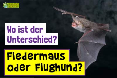 Fledermaus oder Flughund?