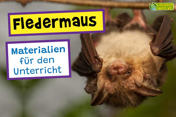 Unterrichtsmaterial Fledermaus