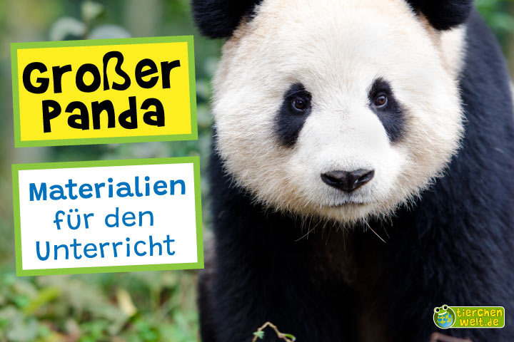 Unterrichtsmaterial Großer Panda