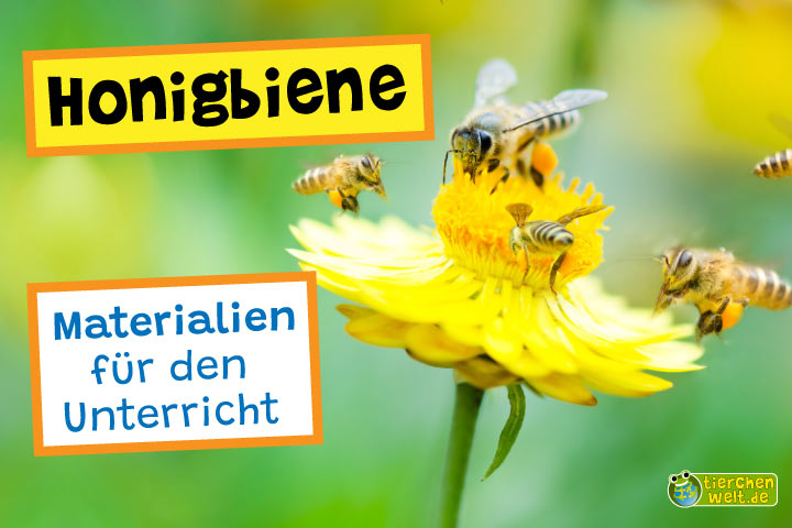 Unterrichtsmaterial Honigbiene