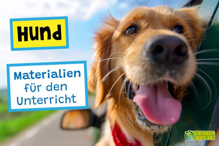 Unterrichtsmaterial Hund