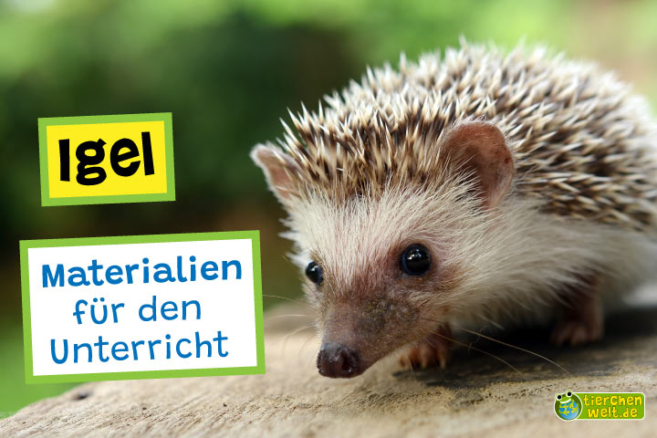 Unterrichtsmaterial Igel