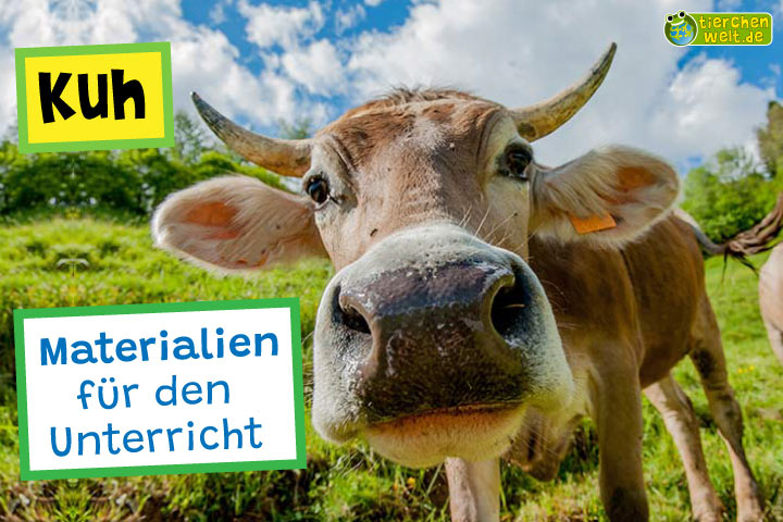 Unterrichtsmaterial Kuh