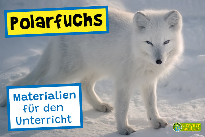 Unterrichtsmaterial Polarfuchs