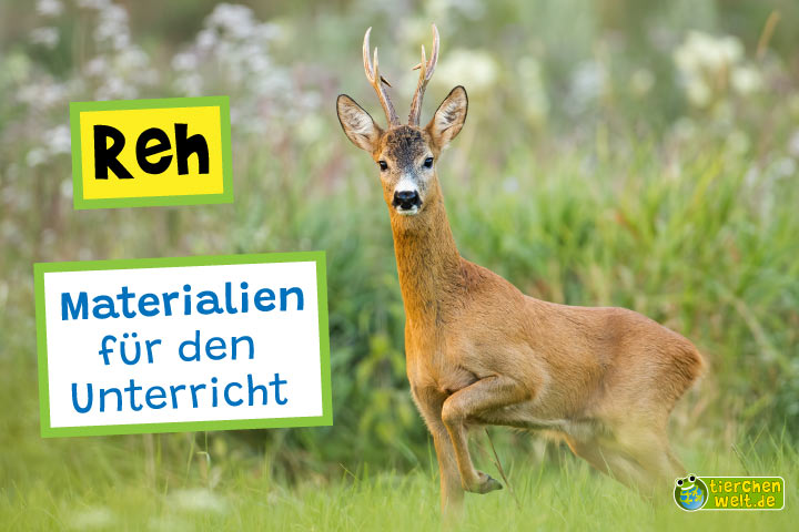 Unterrichtsmaterial Reh