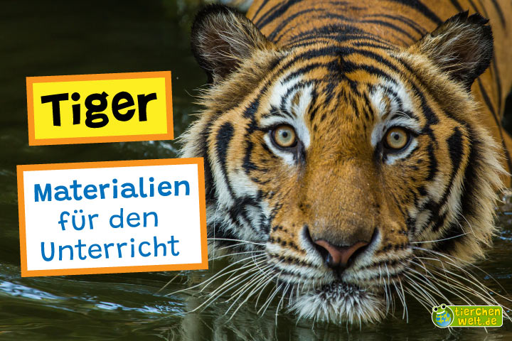 Unterrichtsmaterial Tiger