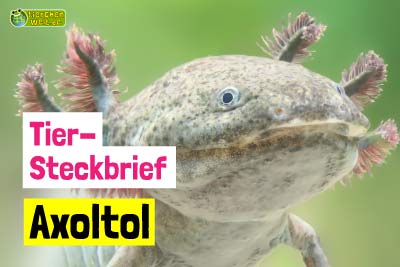 Axolotl-Steckbrief