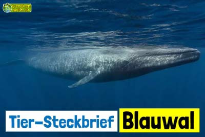 Blauwal-Steckbrief