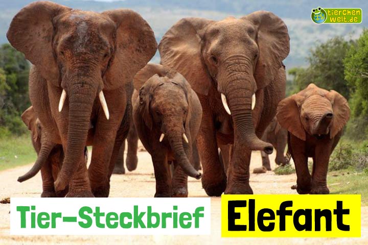 Elefant-Steckbrief