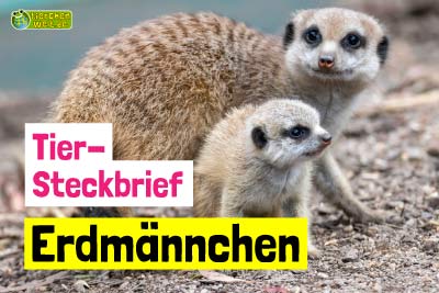 Erdmännchen-Steckbrief