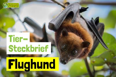 Flughund-Steckbrief