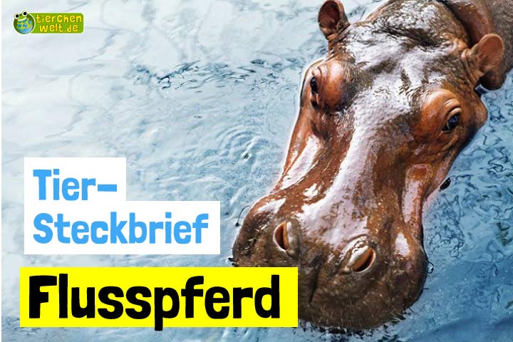 Flusspferd-Steckbrief