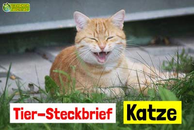 Katze-Steckbrief