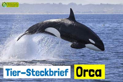 Orca-Steckbrief