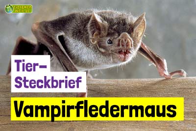 Vampirfledermaus-Steckbrief