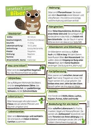 Biber Lesetext