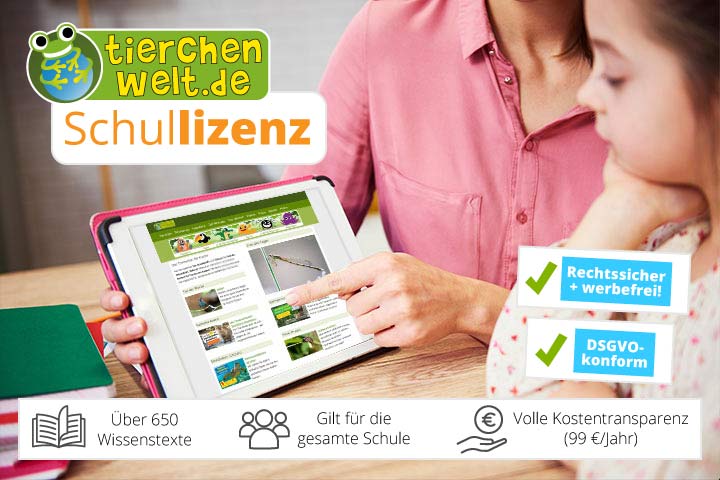 Schullizenz für tierchenwelt.de: Digitales Lernen im Sachunterricht