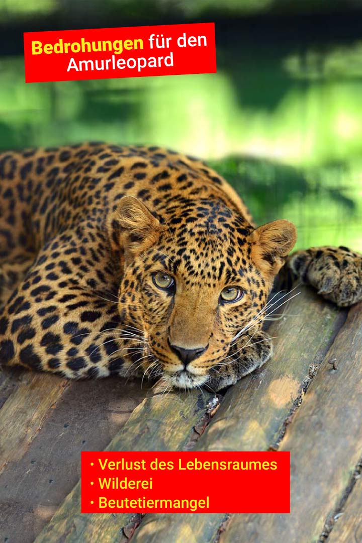Amurleopard