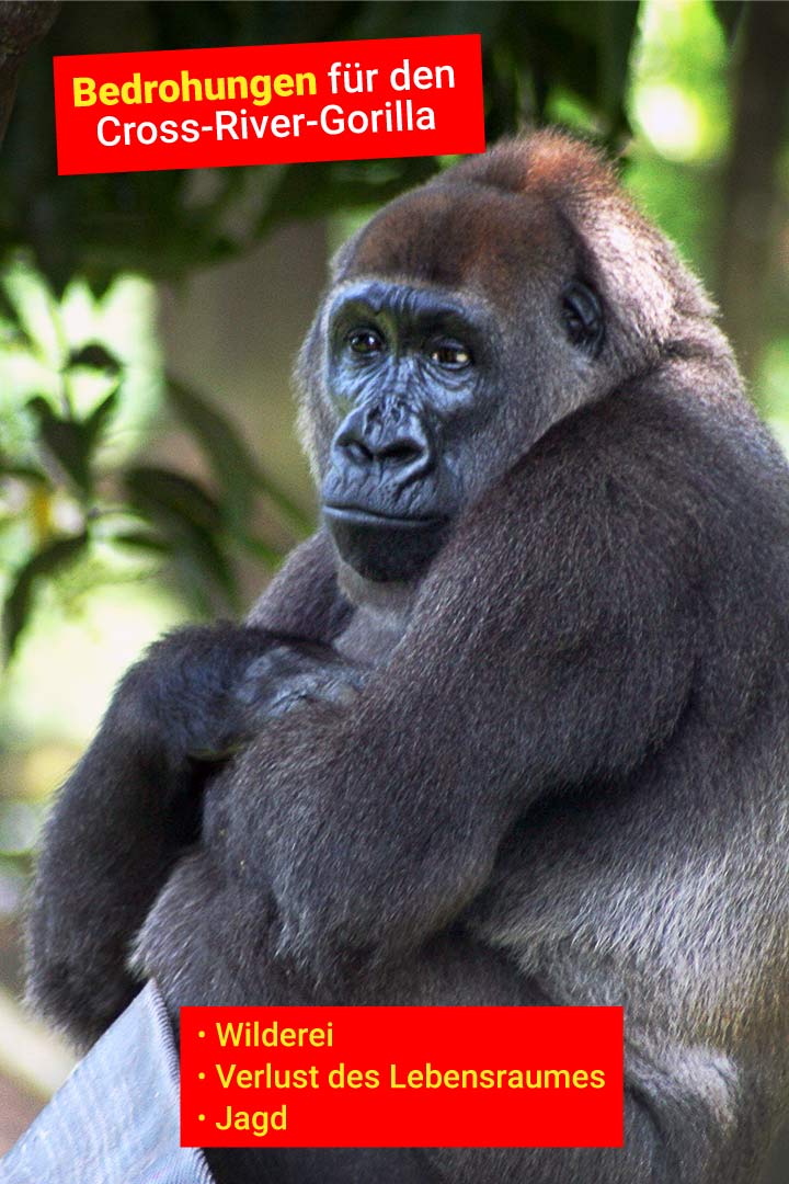 Cross-River-Gorilla