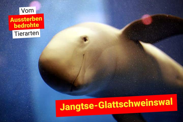 Jangtse-Glattschweinswal