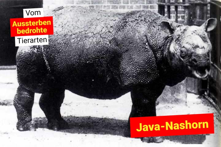 Java-Nashorn