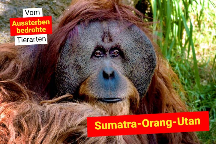 Orang-Utan