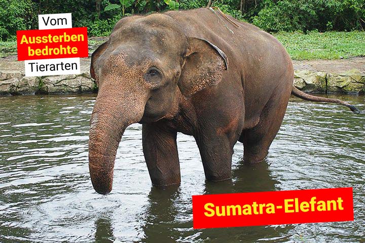 Sumatra-Elefant