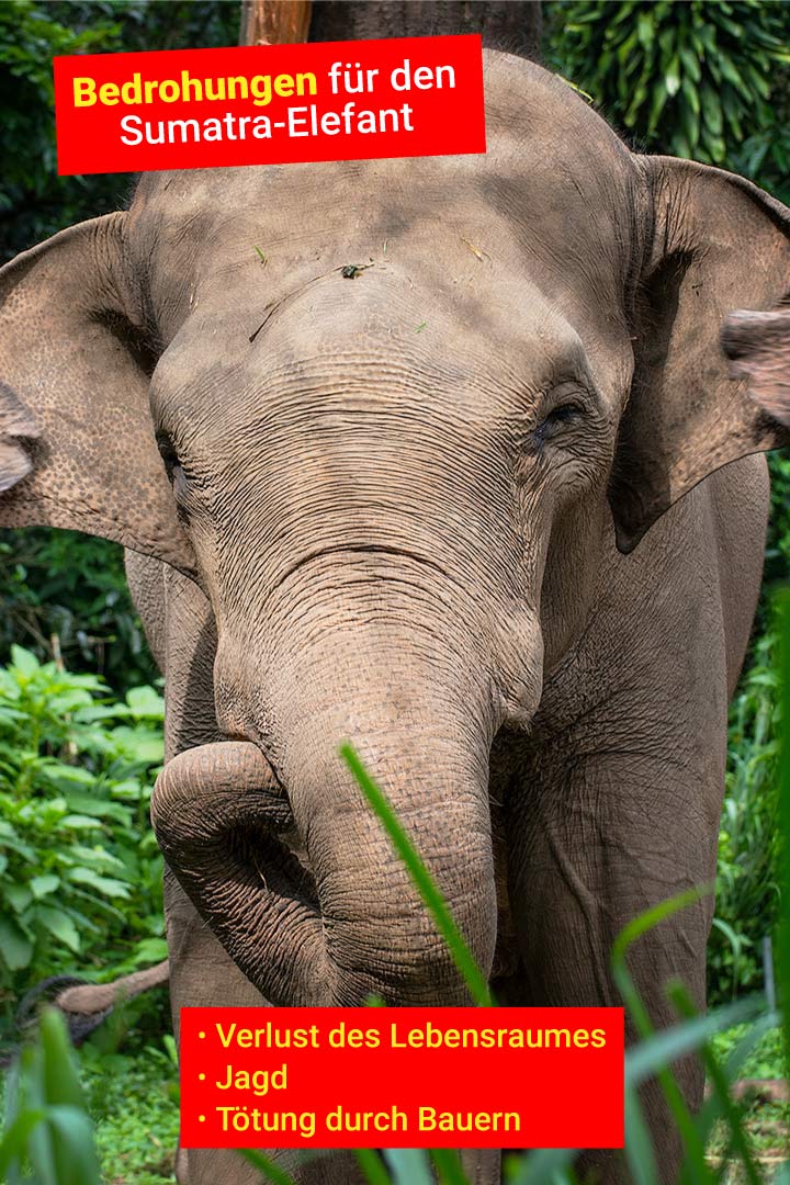 Sumatra-Elefant