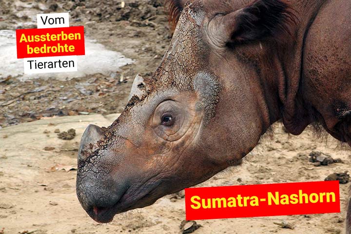 Sumatra-Nashorn