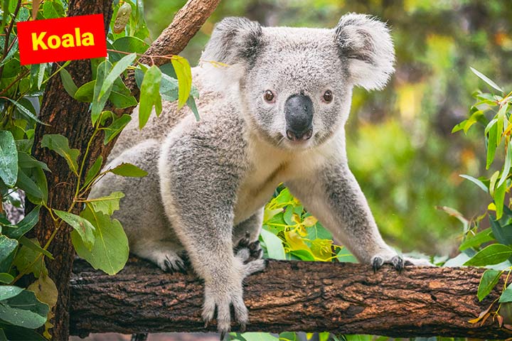 Koala