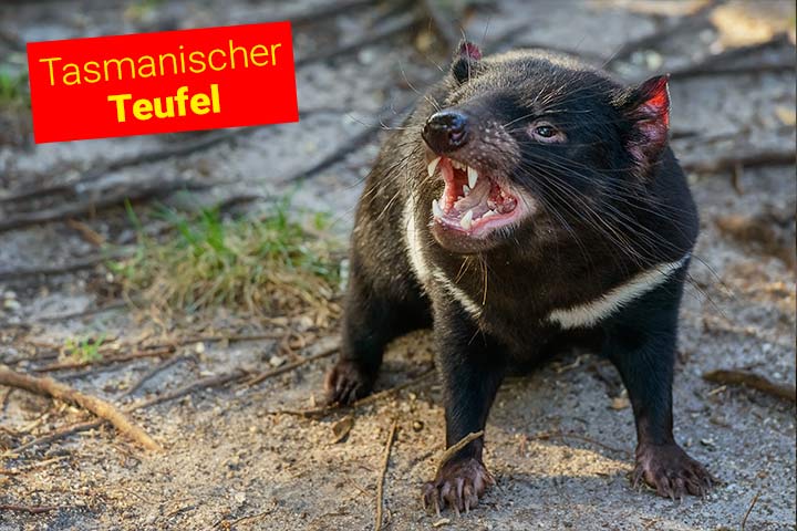 Tasmanischer Teufel