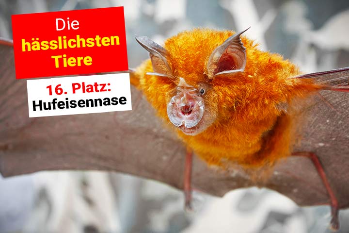 Java-Hufeisennase