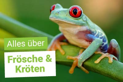 Alles über Frösche und Kröten