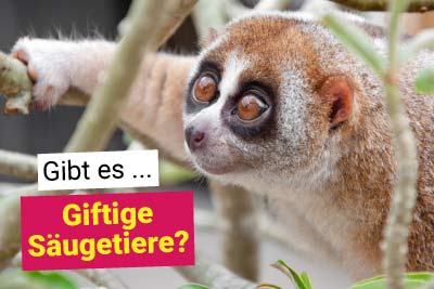 Giftige Säugetiere