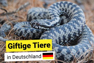 Giftige Tiere in Deutschland