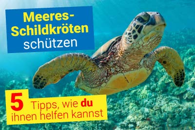 Meeresschildkröten schützen: 5 einfache Wege, wie du zum Retter wirst