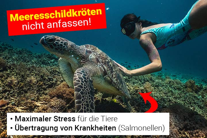 Schildkröten sollte man niemals anfassen