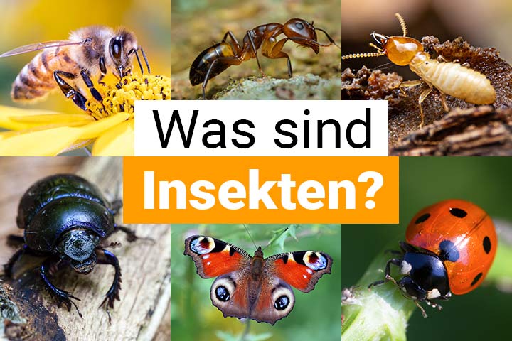 Was sind Insekten ?