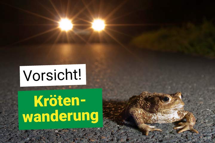 Kröte auf der Straße