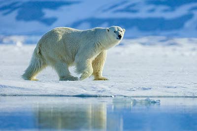 Tiere in Eis- und Kältewüsten
